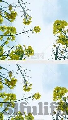 最新麻豆av在线-探索成人娱乐内容的边界与影响